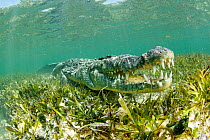American crocodile over seagrass bed (Crocodylus acutus), Chinchorro Banks (Biosphere Reserve), Quintana Roo, Mexico