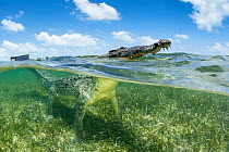 American crocodile over seagrass bed surfacing, (Crocodylus acutus), Chinchorro Banks (Biosphere Reserve), Quintana Roo, Mexico