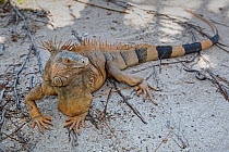 Green iguana (Iguana iguana), Chinchorro Banks (Biosphere Reserve), Quintana Roo, Mexico