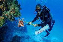 Scuba diver hunting invasive Lionfish (Pterois volitans) to feed to Crocodiles. May 2015.