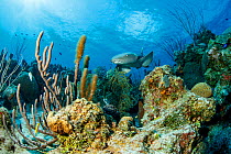 Nurse shark (Ginglymostoma cirratum) swimming through coral reef. Chinchorro Banks Biosphere Reserve, Quintana Roo, Yucatan Peninsula, Mexico. May 2015.