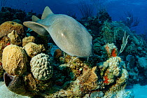 Nurse shark (Ginglymostoma cirratum) swimming over reef. Chinchorro Banks Biosphere Reserve, Quintana Roo, Yucatan Peninsula, Mexico.