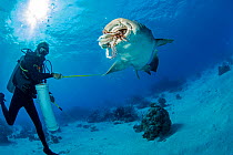 Nurse shark (Ginglymostoma cirratum) stealing fish from diver. Chinchorro Banks Biosphere Reserve, Quintana Roo, Yucatan Peninsula, Mexico. May 2015.