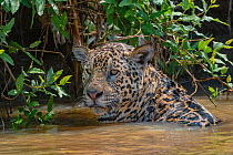 Jaguar (Panthera onca) male in water, Cuiaba River. Matogrossense National Park, Pantanal, Brazil.