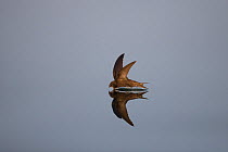 Common swift (Apus apus) hunting over water, Norfolk, England, UK, July.