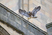 Peregrine (Falco peregrinus) fledgling landing on cathedral roof, Norwich UK GB June 2018