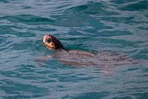 Loggerhead sea turtle (Caretta caretta) Zakynthos, Greece, August.