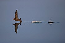 Common swift (Apus apus) flying low to water while hunting, Norfolk, England, UK, July. Winner of Animal Behaviour Category of the British Wildlife Photography Awards 2019.