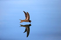Common Swift (Apus apus) in flight reflected in water, Norfolk, England, UK. July.