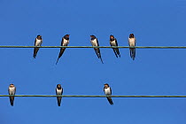 Barn swallow (Hirundo rustica) Zakynthos, Greece, August 2018