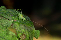 Southern oak bush-cricket (Meconema meridionale) Norfolk, England, UK. August.