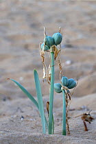 Sea daffodil (Pancratium maritimum) seed pods, Zakynthos Greece, August.