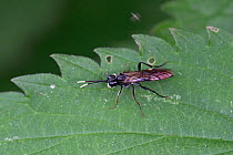 Sawfly species (Tenthredo livida) Norfolk, England, UK, June.