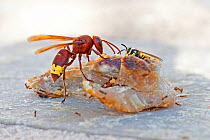 Oriental Hornet (Vespa orientalis) with another smaller wasp (Vespula sp) and ants feeding on discarded food, Zakynthos, Greece