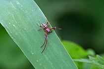 Furrow spider (Larinioides cornutus) Norfolk, England, UK, June.