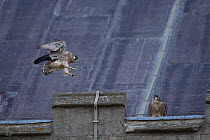 Peregrine (Falco peregrinus) fledgling landing, Norwich Cathedral, Norfolk England, UK, June.