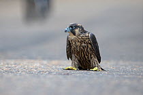 Peregrine (Falco peregrinus) fledgling on ground, Norwich, England, UK, June.