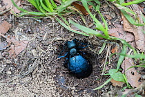 Black oil beetle (Meloe proscarabaeus) laying eggs in hole. Filzwald, Bavarian Forest National Park, Bavaria, Germany. May.
