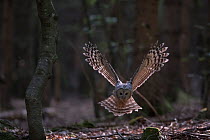 Ural owl (Strix uralensis) flying over forest floor. Bavarian Forest National Park, Bavaria, Germany. June. Captive.