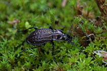 Raised bog ground beetle (Carabus menetriesi pacholei) on moss. Bavarian Forest National Park, Bavaria, Germany. August.