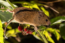 Northern birch mouse (Sicista betulina) climbing on Raspberry (Rubus idaeus) in Bavarian Forest National Park, Bavaria, Germany. Captive.
