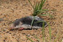 Piebald shrew (Diplomesodon pulchellum) on sand. Captive.