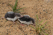 Piebald shrew (Diplomesodon pulchellum), two on sand. Captive.