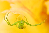 RF - Close up of a Crab spider (Misumena sp.), East Lake Greenway park, Wuhan, Hubei, China (This image may be licensed either as rights managed or royalty free.)