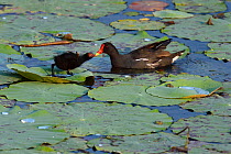 Moorhen (Gallinula chloropus) chick standing on lotus leaves with mother in a lake, East Lake Greenway park, Wuhan, Hubei, China