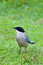 Azure-winged magpie (Cyanopica cyanus) on grass in the East Lake Greenway park, Wuhan, Hubei, China