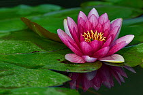 India red waterlily (Nymphaea rubra / pubescens), pink blooming flower on a leaf in East Lake Greenway park botanical garden, Wuhan, Hubei, China