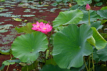 Indian, or Sacred Lotus flowers (Nelumbo nucifera) growing in the East Lake Greenway park, Wuhan, Hubei, China