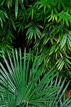 Bamboo above and a fan palm leaf below, East Lake Greenway park, Wuhan, Hubei, China