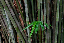 Bamboo, leaves and stems, East Lake Greenway park, Wuhan, Hubei, China