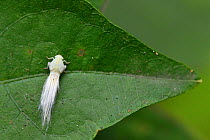White fuzzy Leafhopper (Cicadellidae sp) on a leaf in East Lake Greenway park, Wuhan, Hubei, China