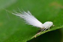 White fuzzy Leafhopper (Cicadellidae sp) si on a leaf in East Lake Greenway park, Wuhan, Hubei, China
