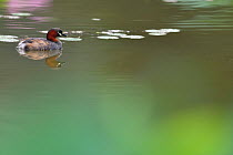 Little Grebe or Dabchick (Tachybaptus ruficollis) swimming in a lake in East Lake Greenway park, Wuhan, Hubei, China
