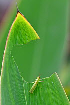 Grasshopper, which has eaten a big hole in a leaf, East Lake Greenway park, Wuhan, Hubei, China