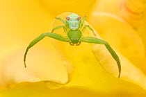 Close up of a Crab spider (Misumena sp) on flowers, East Lake Greenway park, Wuhan, Hubei, China