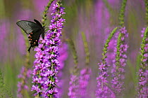 Butterfly (Papilio sp) sitting on pink blossoms, East Lake Greenway park, Wuhan, Hubei, China