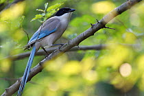 Azure-winged magpie (Cyanopica cyanus) perched on branch, East Lake Greenway park, Wuhan, Hubei, China