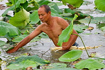 Local man collecting Indian, or Sacred Lotus flower stalks (Nelumbo nucifera) to eat, East Lake Greenway park, Wuhan, Hubei, China. June 2018