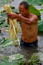 Local man collecting Indian / Sacred Lotus flower stalks (Nelumbo nucifera) for food, East Lake Greenway park, Wuhan, Hubei, China. June 2018