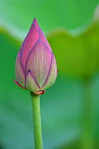 Indian / Sacred Lotus flower bud (Nelumbo nucifera) edible plant, East Lake Greenway park, Wuhan, Hubei, China