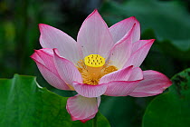 Indian / Sacred Lotus flower (Nelumbo nucifera) edible plant, East Lake Greenway park, Wuhan, Hubei, China