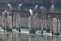A group of Black-crowned night heron (Nycticorax nycticorax) perched on poles in East Lake Greenway park, Wuhan, Hubei, China