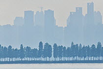 Silhouetted row of trees in front of high rise buildings, East Lake Greenway park, Wuhan, Hubei, China