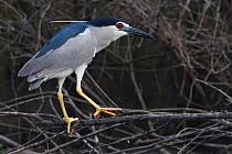 Black-crowned night heron (Nycticorax nycticorax) adult sitting on a branch in East Lake Greenway park, Wuhan, Hubei, China