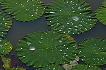 Raindrops on the leaves of Sacred lotus (Nelumbo nucifera) Xinqing National Wetland Park, near Yichun city, Heilongjiang Province, China.