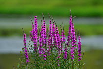 Purple loosestrife (Lythrum salicaria) found in Wu Ying District Nature Reserve, near Yichun city, Heilongjiang Province, China